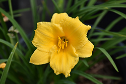 Stella de Oro Daylily (Hemerocallis 'Stella de Oro') at Debbie's Greenhouse & Garden Centre
