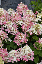 Fire Light Tidbit Hydrangea (Hydrangea paniculata 'SMNHPK') at Debbie's Greenhouse & Garden Centre