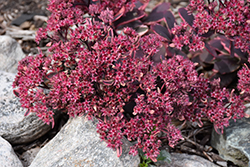 Dream Dazzler Stonecrop (Sedum 'Dream Dazzler') at Debbie's Greenhouse & Garden Centre