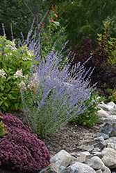 Little Spire Russian Sage (Perovskia 'Little Spire') at Debbie's Greenhouse & Garden Centre
