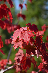 Regal Celebration Maple (Acer x freemanii 'Regal Celebration') at Debbie's Greenhouse & Garden Centre