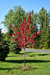 Regal Celebration Maple (Acer x freemanii 'Regal Celebration') at Debbie's Greenhouse & Garden Centre