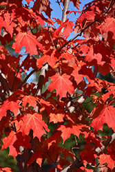 Inferno Sugar Maple (Acer saccharum 'Jeferno') at Debbie's Greenhouse & Garden Centre