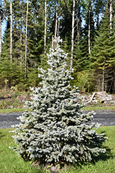 Crystal Blue Spruce (Picea pungens 'Crystal Blue') at Debbie's Greenhouse & Garden Centre
