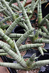 Starfish Sansevieria (Sansevieria cylindrica 'Boncel') at Debbie's Greenhouse & Garden Centre
