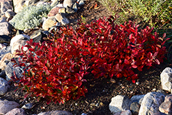 Low Scape Mound Aronia (Aronia melanocarpa 'UCONNAM165') at Debbie's Greenhouse & Garden Centre