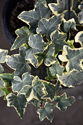 Glacier Ivy (Hedera helix 'Glacier') at Debbie's Greenhouse & Garden Centre
