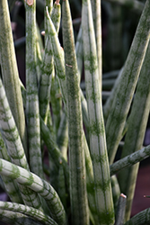 Cylindrical Snake Plant (Sansevieria cylindrica) at Debbie's Greenhouse & Garden Centre