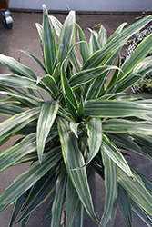 Warneckii Dracaena (Dracaena fragrans 'Warneckii') at Debbie's Greenhouse & Garden Centre