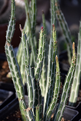 Pickle Plant (Senecio stapeliiformis) at Debbie's Greenhouse & Garden Centre