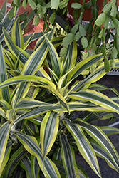 Lemon Lime Dracaena (Dracaena deremensis 'Lemon Lime') at Debbie's Greenhouse & Garden Centre