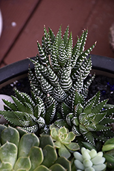 Zebra Plant (Haworthia fasciata) at Debbie's Greenhouse & Garden Centre
