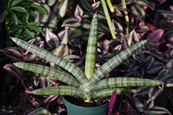 Starfish Sansevieria (Sansevieria cylindrica 'Boncel') at Debbie's Greenhouse & Garden Centre