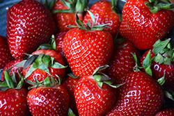 Albion Strawberry (Fragaria 'Albion') at Debbie's Greenhouse & Garden Centre