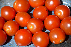 Sweet 100 Tomato (Solanum lycopersicum 'Sweet 100') at Debbie's Greenhouse & Garden Centre