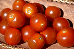 Sweet Million Tomato (Solanum lycopersicum 'Sweet Million') at Debbie's Greenhouse & Garden Centre
