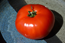 Bush Early Girl Tomato (Solanum lycopersicum 'Bush Early Girl') at Debbie's Greenhouse & Garden Centre