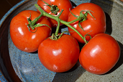 Manitoba Tomato (Solanum lycopersicum 'Manitoba') at Debbie's Greenhouse & Garden Centre