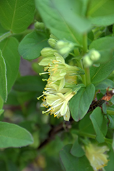 Boreal Beauty Honeyberry (Lonicera caerulea 'Boreal Beauty') at Debbie's Greenhouse & Garden Centre