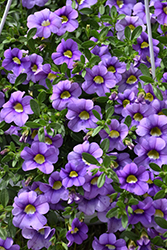 Cabaret Sky Blue Calibrachoa (Calibrachoa 'Balcabsklu') at Debbie's Greenhouse & Garden Centre