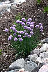 Chives (Allium schoenoprasum) at Debbie's Greenhouse & Garden Centre