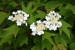 Redwing Highbush Cranberry (Viburnum trilobum 'JN Select') at Debbie's Greenhouse & Garden Centre