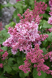 Pinktini Lilac (Syringa x prestoniae 'Jeftin') at Debbie's Greenhouse & Garden Centre