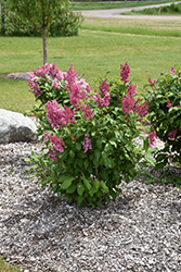 Pinktini Lilac (Syringa x prestoniae 'Jeftin') at Debbie's Greenhouse & Garden Centre