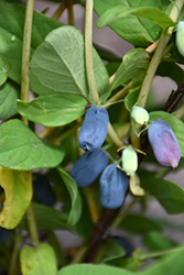 Honeybee Honeyberry (Lonicera caerulea 'Honeybee') at Debbie's Greenhouse & Garden Centre