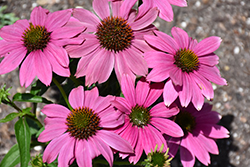 PowWow Wild Berry Coneflower (Echinacea purpurea 'PowWow Wild Berry') at Debbie's Greenhouse & Garden Centre
