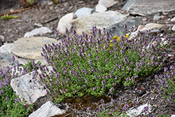 Lemon Thyme (Thymus x citriodorus) at Debbie's Greenhouse & Garden Centre