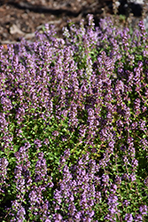 Lemon Thyme (Thymus x citriodorus) at Debbie's Greenhouse & Garden Centre