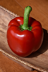 Red Knight Pepper (Capsicum annuum 'Red Knight') at Debbie's Greenhouse & Garden Centre