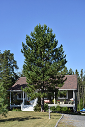 Red Pine (Pinus resinosa) at Debbie's Greenhouse & Garden Centre