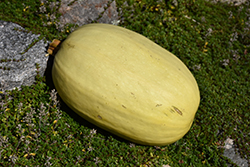 Vegetable Spaghetti Squash (Cucurbita pepo var. fastigiata) at Debbie's Greenhouse & Garden Centre