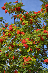 European Mountain Ash (Sorbus aucuparia) at Debbie's Greenhouse & Garden Centre