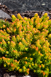 Angelina Stonecrop (Sedum rupestre 'Angelina') at Debbie's Greenhouse & Garden Centre