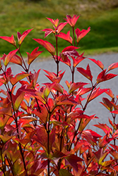 Redwing Highbush Cranberry (Viburnum trilobum 'JN Select') at Debbie's Greenhouse & Garden Centre