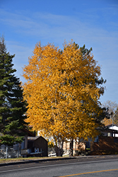 Clump Paper Birch (Betula papyrifera '(clump)') at Debbie's Greenhouse & Garden Centre