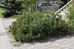 Dwarf Mugo Pine (Pinus mugo var. pumilio) at Debbie's Greenhouse & Garden Centre