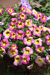 Cha-Cha Diva Hot Pink Calibrachoa (Calibrachoa 'Balchadotin') at Debbie's Greenhouse & Garden Centre