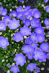 Rapido Blue Bellflower (Campanula carpatica 'Rapido Blue') at Debbie's Greenhouse & Garden Centre