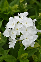Flame White Garden Phlox (Phlox paniculata 'Flame White') at Debbie's Greenhouse & Garden Centre