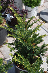 Morden Upright  Japanese Yew (Taxus cuspidata 'Morden Upright') at Debbie's Greenhouse & Garden Centre