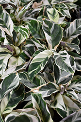 White Fusion Calathea (Calathea leitzei 'White Fusion') at Debbie's Greenhouse & Garden Centre