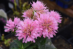 Sugar Buzz Pink Frosting Beebalm (Monarda 'Pink Frosting') at Debbie's Greenhouse & Garden Centre