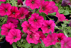 Wave Carmine Velour Petunia (Petunia 'PAS1302763') at Debbie's Greenhouse & Garden Centre