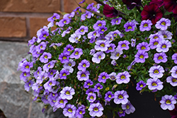 Cabaret Sky Blue Calibrachoa (Calibrachoa 'Balcabsklu') at Debbie's Greenhouse & Garden Centre