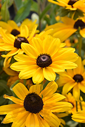 Indian Summer Coneflower (Rudbeckia hirta 'Indian Summer') at Debbie's Greenhouse & Garden Centre
