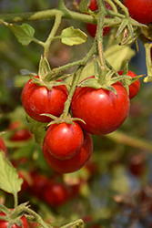 Topsy Tom Tomato (Solanum lycopersicum 'Topsy Tom') at Debbie's Greenhouse & Garden Centre